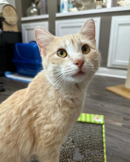 Foto №2 zu Ankündigung № 150628 zu verkaufen hauskatze - einkaufen Deutschland aus dem tierheim, züchter