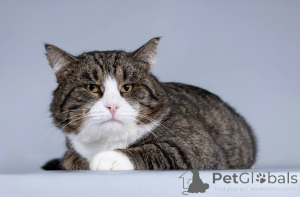 Foto №2 zu Ankündigung № 165121 zu verkaufen  - einkaufen Russische Föderation quotient 	ankündigung