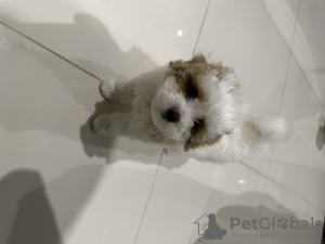 Foto №3. Verkauf Maltipoo Maltipoo. Vereinigte Arabische Emirate