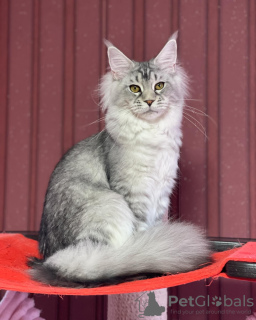 Foto №1. maine-coon-katze - zum Verkauf in der Stadt Berlin | 2000€ | Ankündigung № 103841