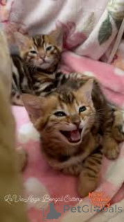 Foto №2 zu Ankündigung № 166777 zu verkaufen bengal katzenrasse - einkaufen Frankreich quotient 	ankündigung, züchter
