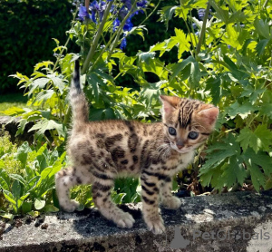 Foto №1. bengal katzenrasse - zum Verkauf in der Stadt Asheville | 284€ | Ankündigung № 114882