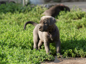 Foto №2 zu Ankündigung № 171211 zu verkaufen cane corso italiano - einkaufen Polen züchter