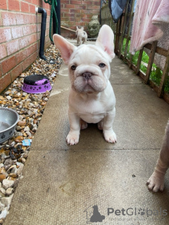 Foto №2 zu Ankündigung № 111062 zu verkaufen französische bulldogge - einkaufen USA züchter