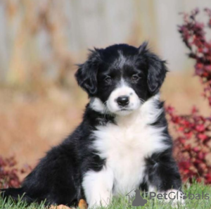 Foto №1. border collie - zum Verkauf in der Stadt Grygov | verhandelt | Ankündigung № 97871