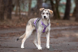 Foto №4. Ich werde verkaufen mischlingshund in der Stadt Москва. quotient 	ankündigung - preis - Frei