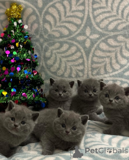 Foto №1. britisch kurzhaar - zum Verkauf in der Stadt Basel | verhandelt | Ankündigung № 167316