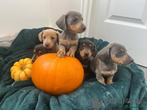 Foto №1.  - zum Verkauf in der Stadt Munno Para | 756€ | Ankündigung № 163601