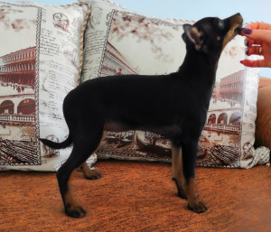 Zusätzliche Fotos: Zum Verkauf Welpen russischen Toy Terrier zu einem sehr guten Preis