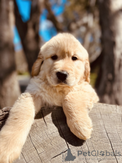 Foto №2 zu Ankündigung № 128091 zu verkaufen golden retriever - einkaufen Kanada züchter