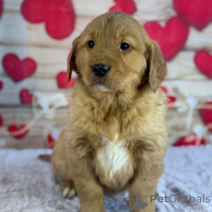 Foto №2 zu Ankündigung № 164478 zu verkaufen golden retriever - einkaufen USA quotient 	ankündigung