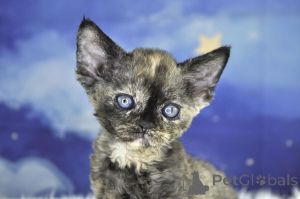 Foto №3. Chatons Devon Rex zu verkaufen. Frankreich