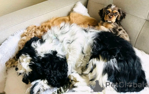 Foto №3. American Cocker Spaniel Welpen zur Adoption verfügbar. Deutschland