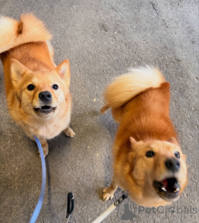 Foto №2 zu Ankündigung № 164330 zu verkaufen finnischer spitz - einkaufen Finnland züchter