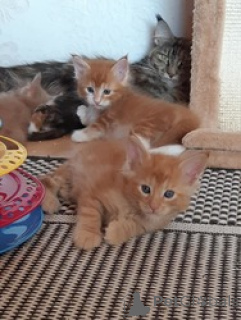 Foto №1. maine-coon-katze - zum Verkauf in der Stadt Geel | Frei | Ankündigung № 165770