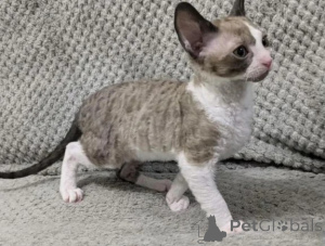 Foto №1. cornish rex - zum Verkauf in der Stadt GNARRENBURG | 350€ | Ankündigung № 176681