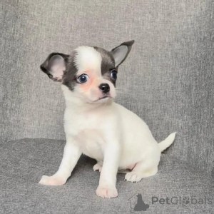 Foto №3. Entzückende Chihuahua-Welpen suchen ein liebevolles Zuhause für immer!. Österreich