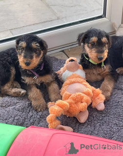 Foto №1. australian terrier - zum Verkauf in der Stadt Recklinghausen | 450€ | Ankündigung № 166484