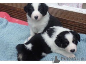 Foto №1. border collie - zum Verkauf in der Stadt Hamburg | 750€ | Ankündigung № 161273