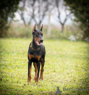 Foto №1. dobermann - zum Verkauf in der Stadt Belgrad | verhandelt | Ankündigung № 121938