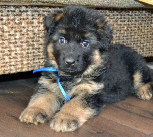 Foto №2 zu Ankündigung № 4251 zu verkaufen deutscher schäferhund - einkaufen Russische Föderation quotient 	ankündigung