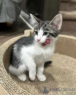 Foto №2 zu Ankündigung № 150617 zu verkaufen hauskatze - einkaufen Deutschland aus dem tierheim, züchter