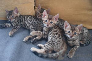 Foto №1. savannah-katze - zum Verkauf in der Stadt GNARRENBURG | 350€ | Ankündigung № 169565