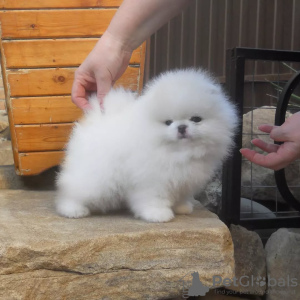 Foto №2 zu Ankündigung № 130649 zu verkaufen pommersche spitz - einkaufen Deutschland quotient 	ankündigung