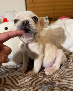 Foto №1.  - zum Verkauf in der Stadt Texas | verhandelt | Ankündigung № 161254