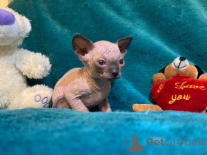 Foto №2 zu Ankündigung № 132162 zu verkaufen  - einkaufen Schweiz 