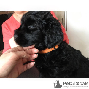 Foto №3. Grazūs juodojo rusų terjero šuniukai. Litauen