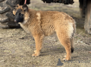 Foto №2 zu Ankündigung № 135520 zu verkaufen belgischer schäferhund - einkaufen Lettland quotient 	ankündigung, züchter