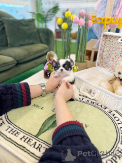 Foto №1. chihuahua - zum Verkauf in der Stadt München | verhandelt | Ankündigung № 163600