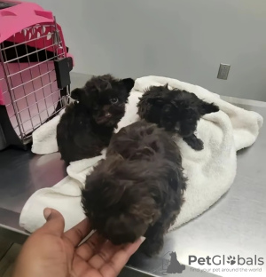 Foto №3. Yorkies-Welpe zu Weihnachten. USA