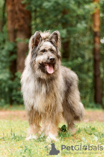 Zusätzliche Fotos: Ein wunderschöner Hund in guten Händen.