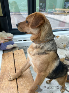 Foto №3. Das charmante Mini-intelligent Lola sucht ein Haus.. Russische Föderation