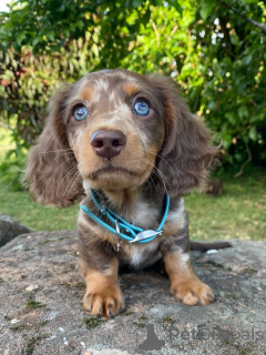 Foto №3. Klein in der Größe, groß im Herzen Lernen Sie Milo kennen, den furchtlosen. Deutschland
