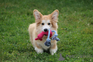 Foto №3. Natalia. Weißrussland