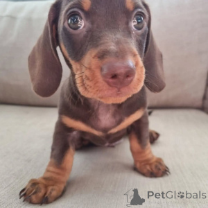 Foto №3. ** Entzückende Dackelwelpen zur Adoption! ** Diese süßen, verspielten und. Kanada