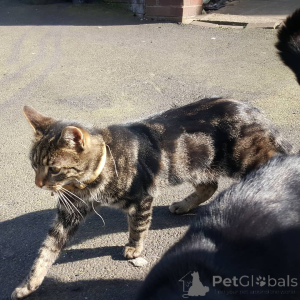 Foto №2 zu Ankündigung № 155916 zu verkaufen hauskatze - einkaufen Deutschland züchter