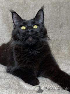 Foto №2 zu Ankündigung № 160069 zu verkaufen maine-coon-katze - einkaufen Niederlande quotient 	ankündigung