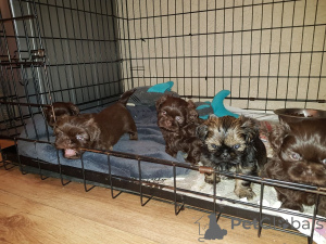 Foto №4. Ich werde verkaufen shih tzu in der Stadt Øster Jolelby. quotient 	ankündigung, züchter - preis - 650€