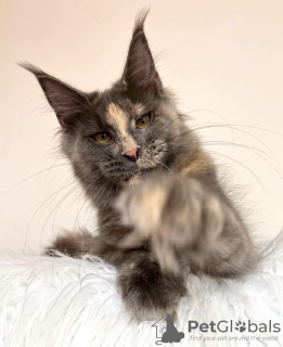 Foto №4. Ich werde verkaufen maine-coon-katze in der Stadt Colorado Springs. züchter - preis - 284€