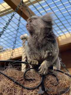 Foto №3. Verfügbare Weißbüschelaffen-Babys, bereit zur Adoption und Entbindung. Schicken. Belgien