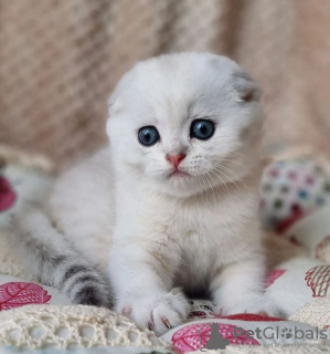 Foto №3. 3 Monate alte weiße Baby-Ragdoll zu einem hervorragenden Verkaufspreis. USA