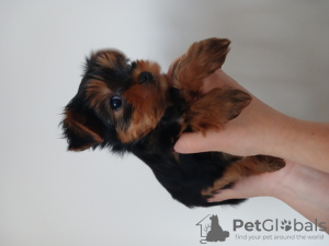 Foto №4. Ich werde verkaufen yorkshire terrier in der Stadt Košice. quotient 	ankündigung - preis - 350€
