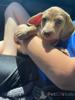 Foto №3. Champion Bloodline Dackelwelpen zu verkaufen. Deutschland