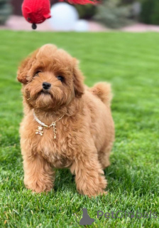 Foto №2 zu Ankündigung № 155038 zu verkaufen pudel (toy) - einkaufen Großbritannien quotient 	ankündigung