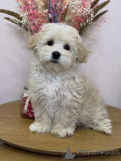 Foto №2 zu Ankündigung № 158006 zu verkaufen maltipu - einkaufen Deutschland quotient 	ankündigung