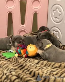 Foto №4. Ich werde verkaufen französische bulldogge in der Stadt Höxter. quotient 	ankündigung - preis - 580€